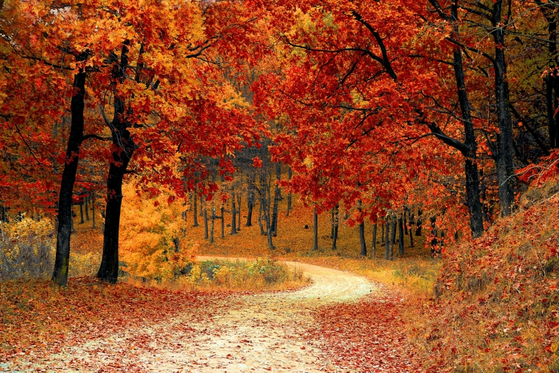 Top 5 dropsoorten die je moet proeven deze herfst