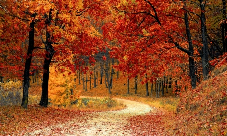 Top 5 dropsoorten die je moet proeven deze herfst